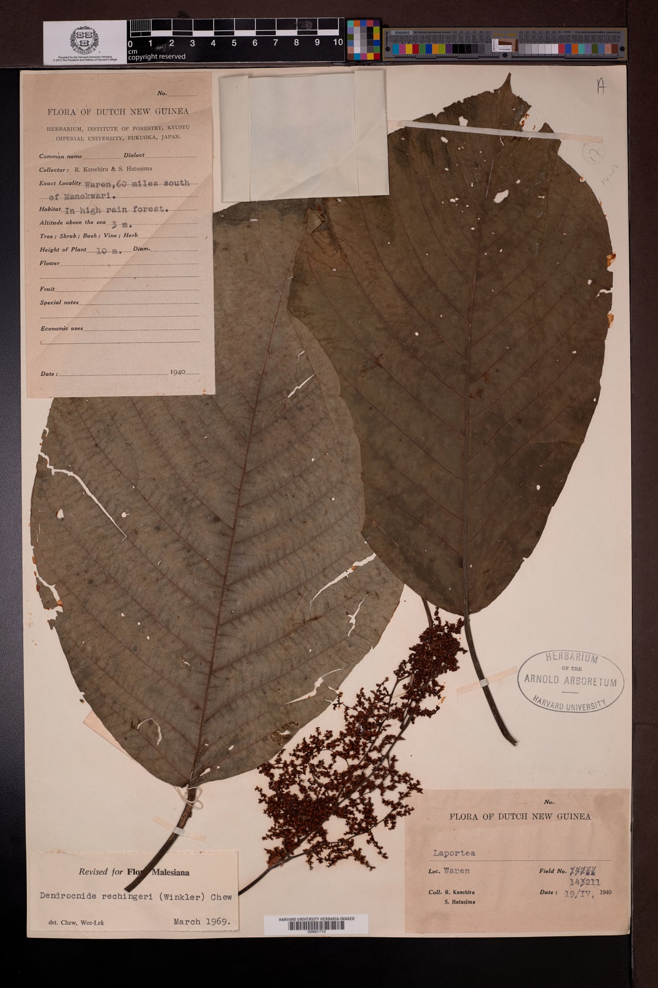 Dendrocnide rechingeri — photo