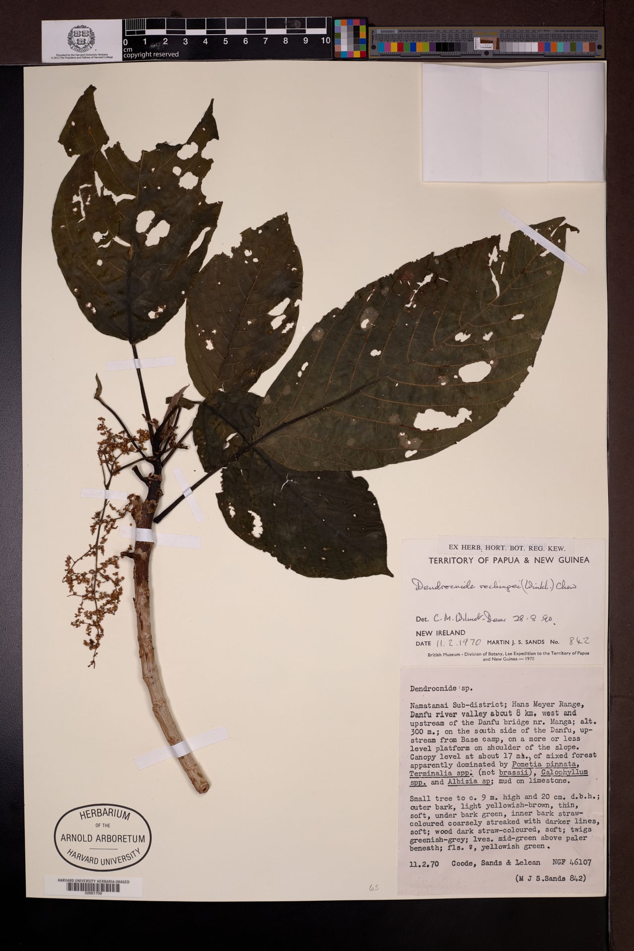 Dendrocnide rechingeri