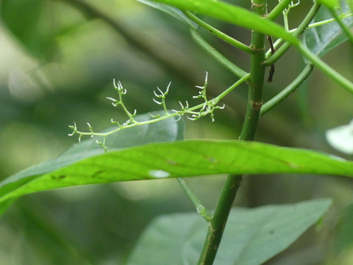 Dendrocnide sinuata (Devil nettle) — photo