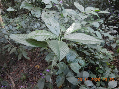 Dendrocnide sinuata