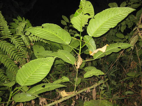 Dendrocnide stimulans (Malay nettle tree) — photo