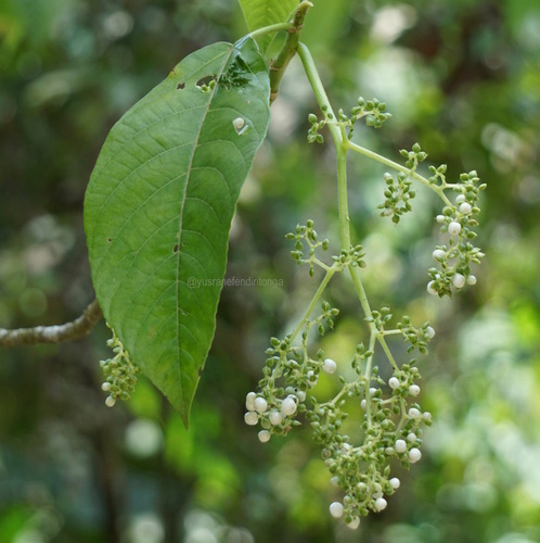 Dendrocnide stimulans