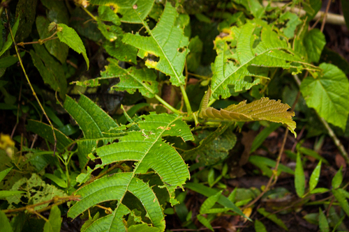 Dendrocnide stimulans (Malay nettle tree) — photo