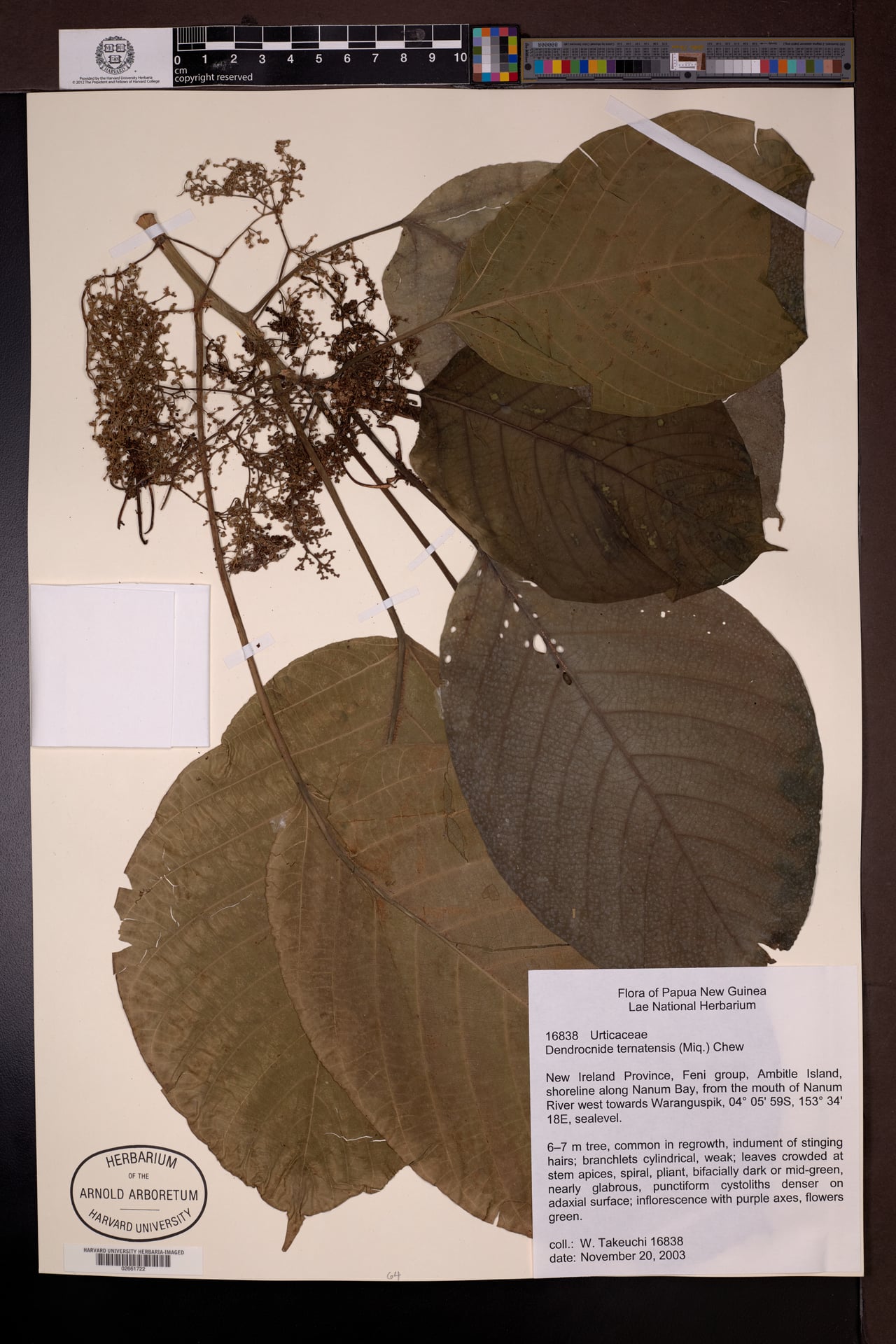 Dendrocnide ternatensis — photo