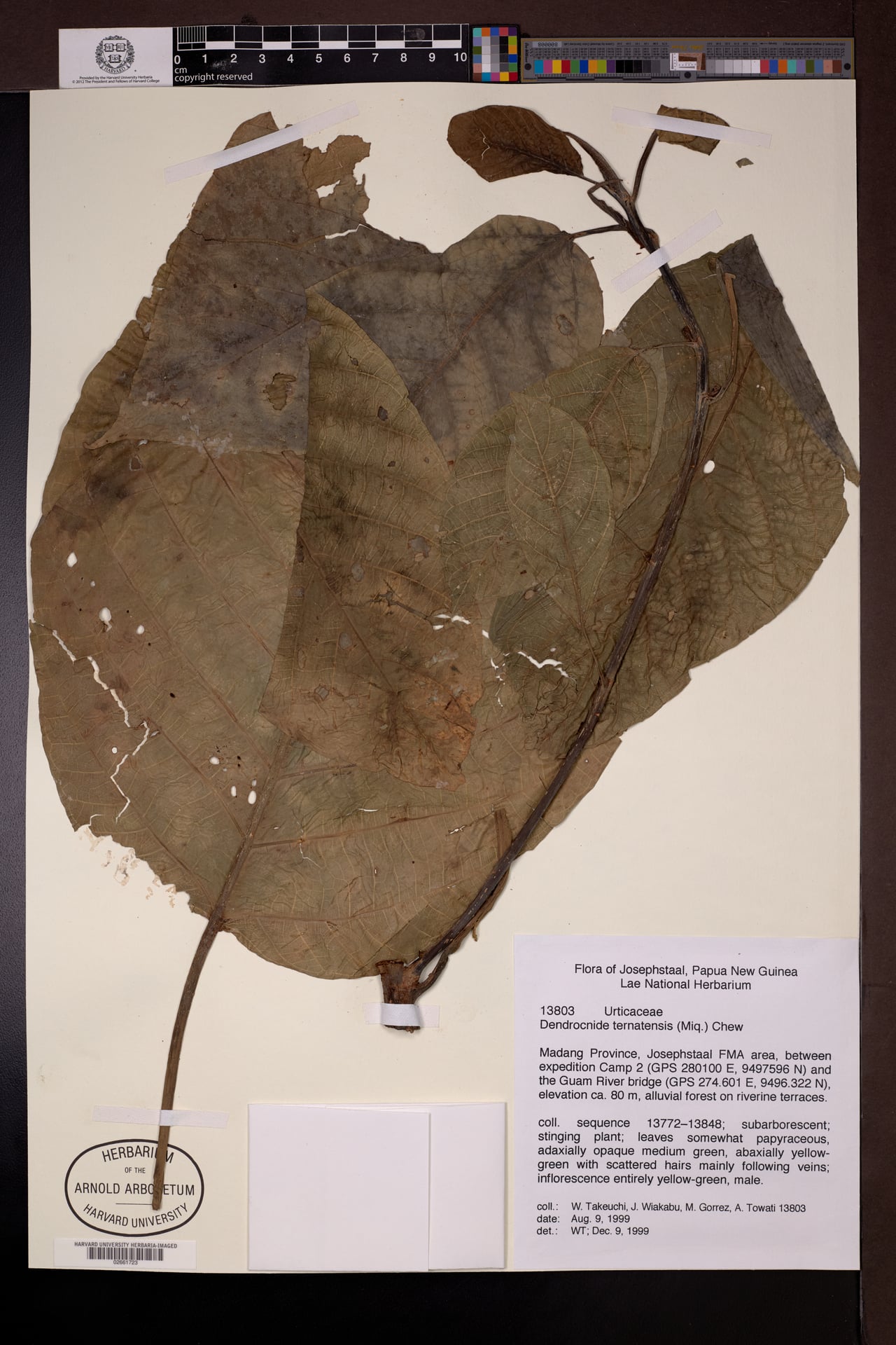 Dendrocnide ternatensis — photo