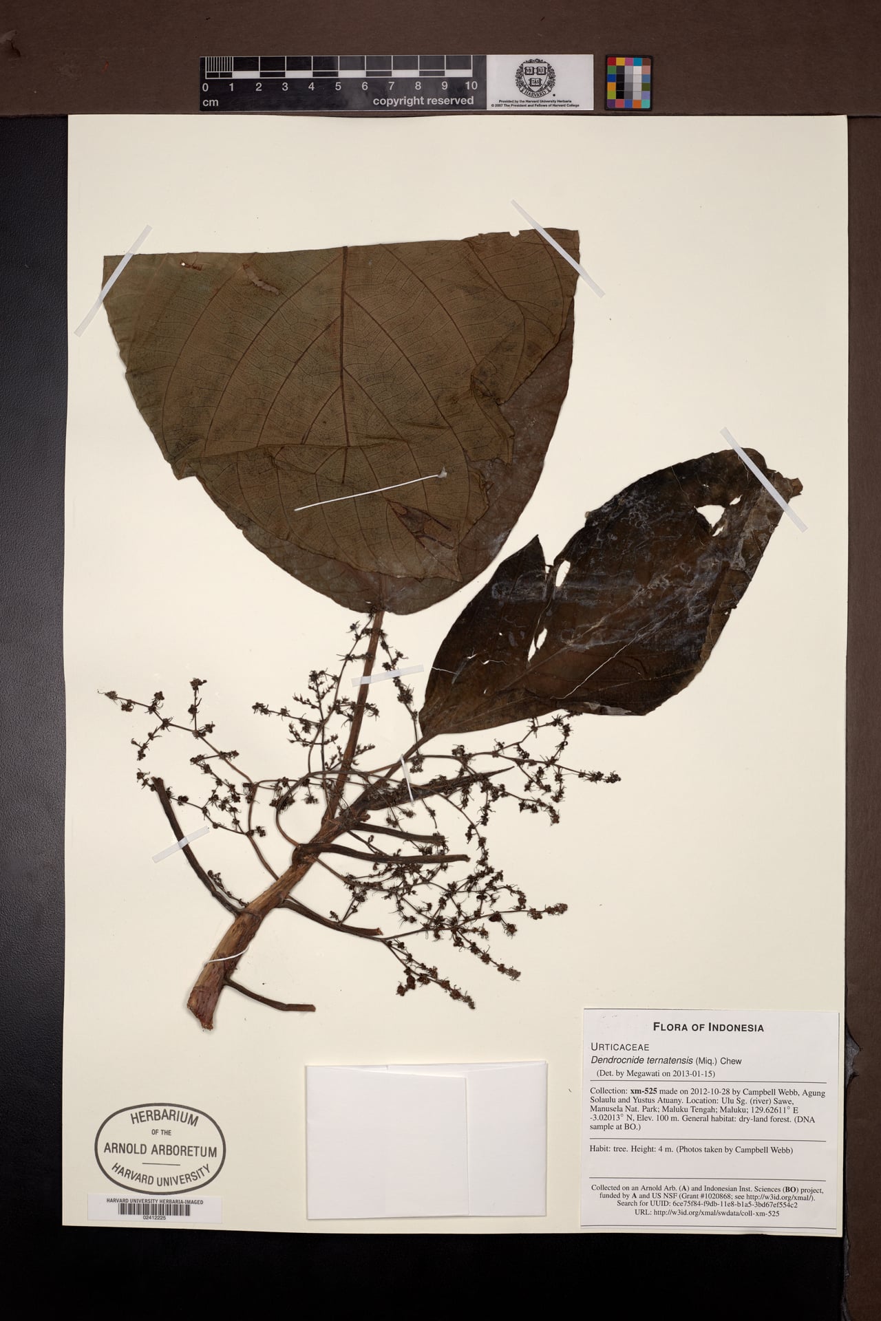 Dendrocnide ternatensis