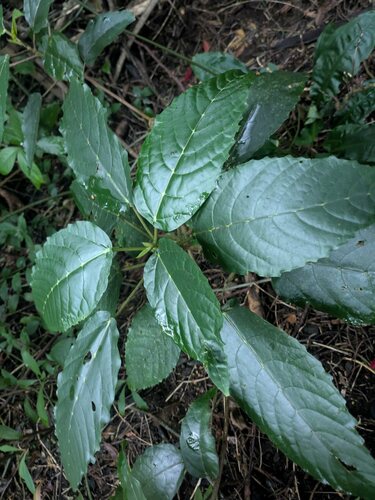 Dendrocnide vitiensis — photo