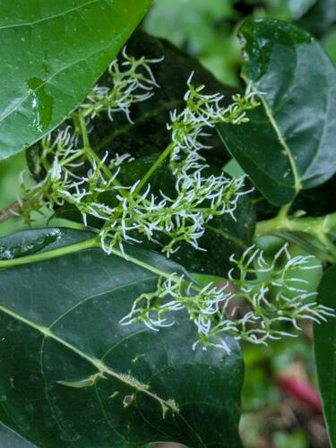 Dendrocnide vitiensis