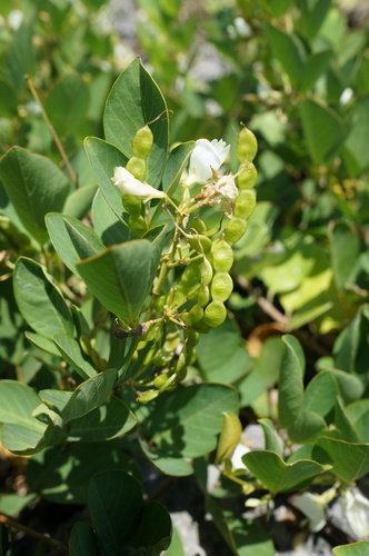 Dendrolobium umbellatum (Horse bush tree) — photo