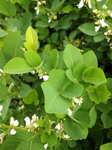 Dendrolobium umbellatum (Horse bush tree) — photo