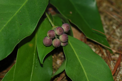 Dendropanax arboreus (Angelica tree dendropanax) — photo
