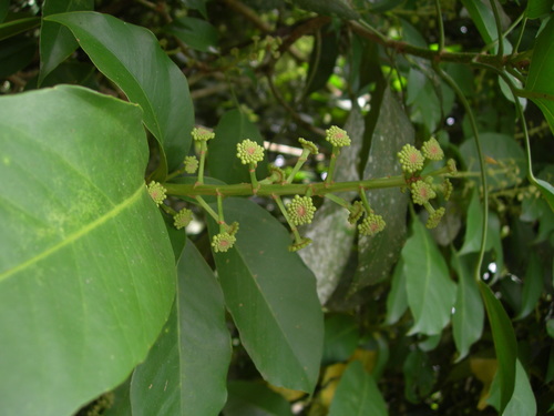 Dendropanax arboreus (Angelica tree dendropanax) — photo