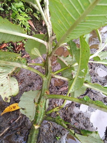 Dendrophorbium lloense (Lloa dendrophorbium) — photo