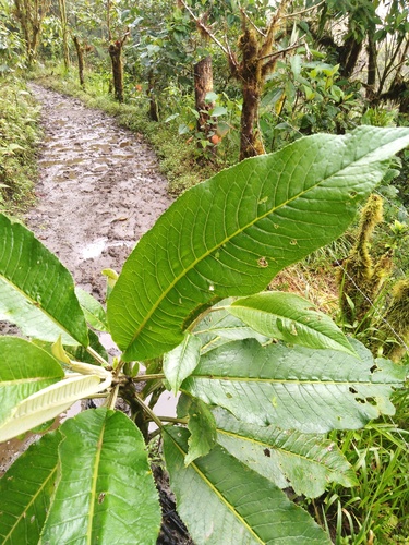 Dendrophorbium lloense (Lloa dendrophorbium) — photo