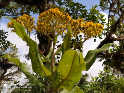 Dendrophorbium lloense