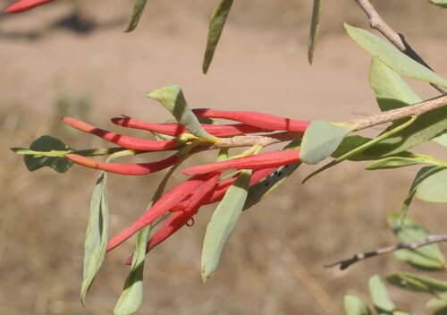 Dendrophthoe acacioides — photo