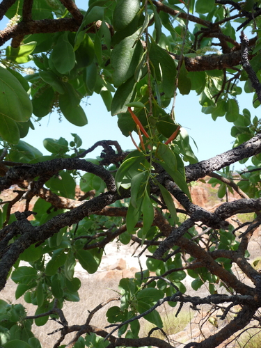 Dendrophthoe acacioides