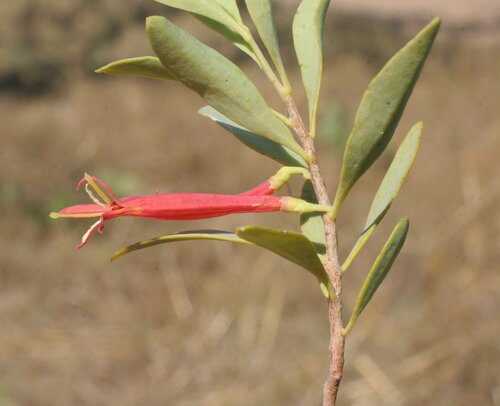 Dendrophthoe acacioides — photo