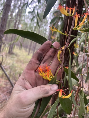 Dendrophthoe glabrescens (Orange Mistletoe) — photo