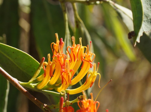 Dendrophthoe glabrescens