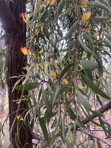 Dendrophthoe glabrescens (Orange Mistletoe) — photo