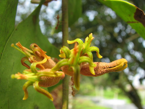 Dendrophthoe pentandra