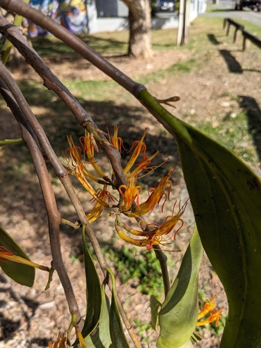 Dendrophthoe vitellina (Long-flowered mistletoe) — photo