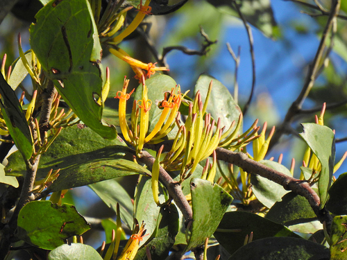 Dendrophthoe vitellina