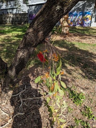 Dendrophthoe vitellina (Long-flowered mistletoe) — photo