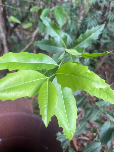 Denhamia obscura (Emu tucker) — photo