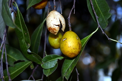 Denhamia obscura