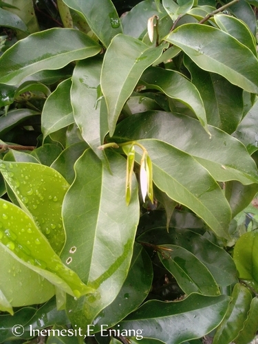 Dennettia tripetala (Pepper fruit) — photo