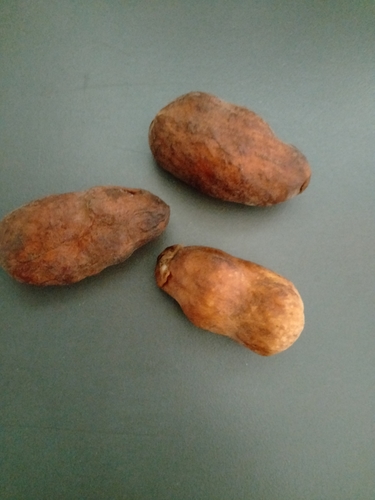 Dennettia tripetala
