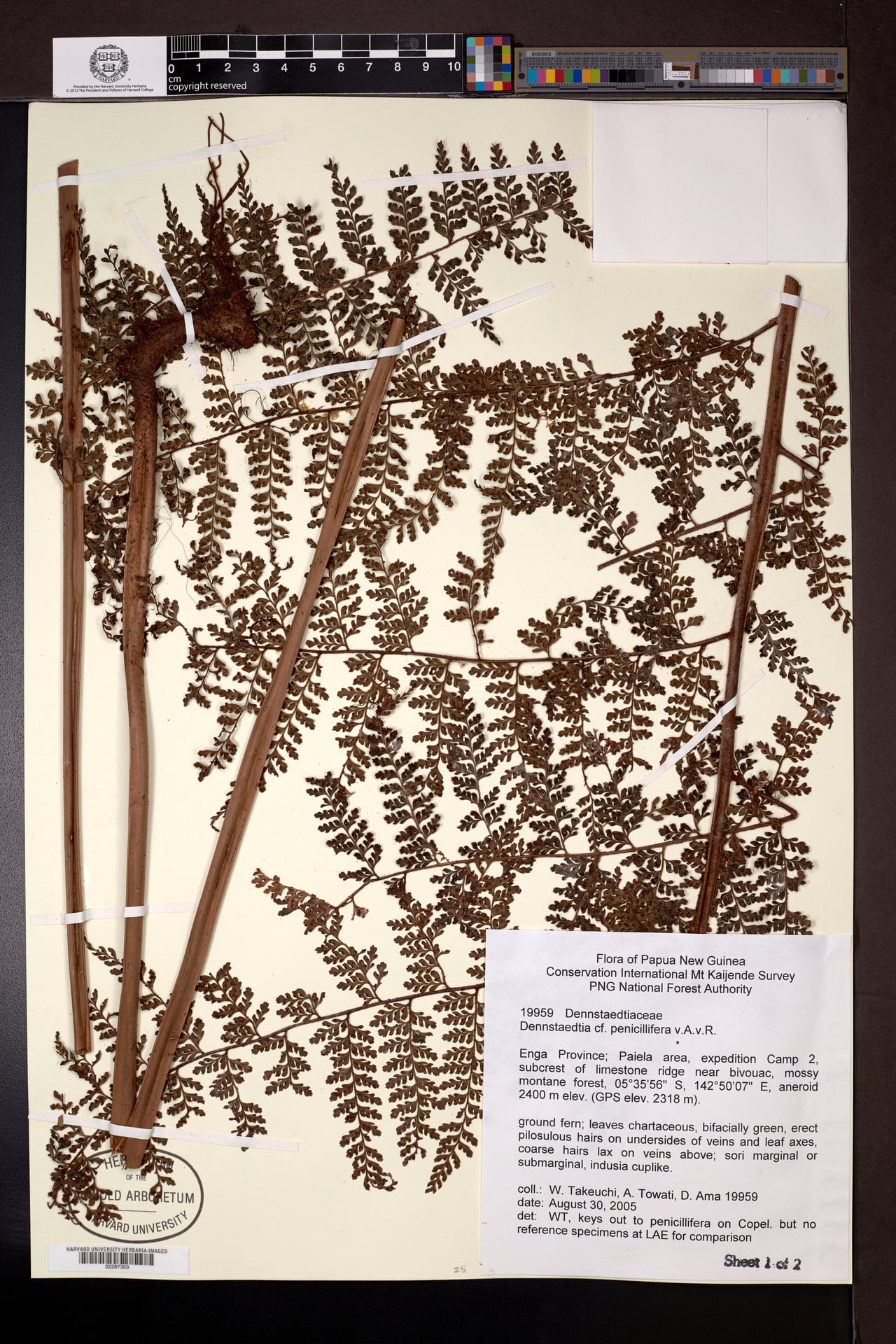 Dennstaedtia penicillifera — photo