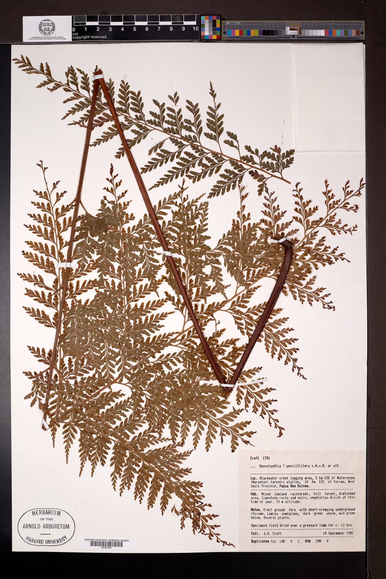 Dennstaedtia penicillifera — photo