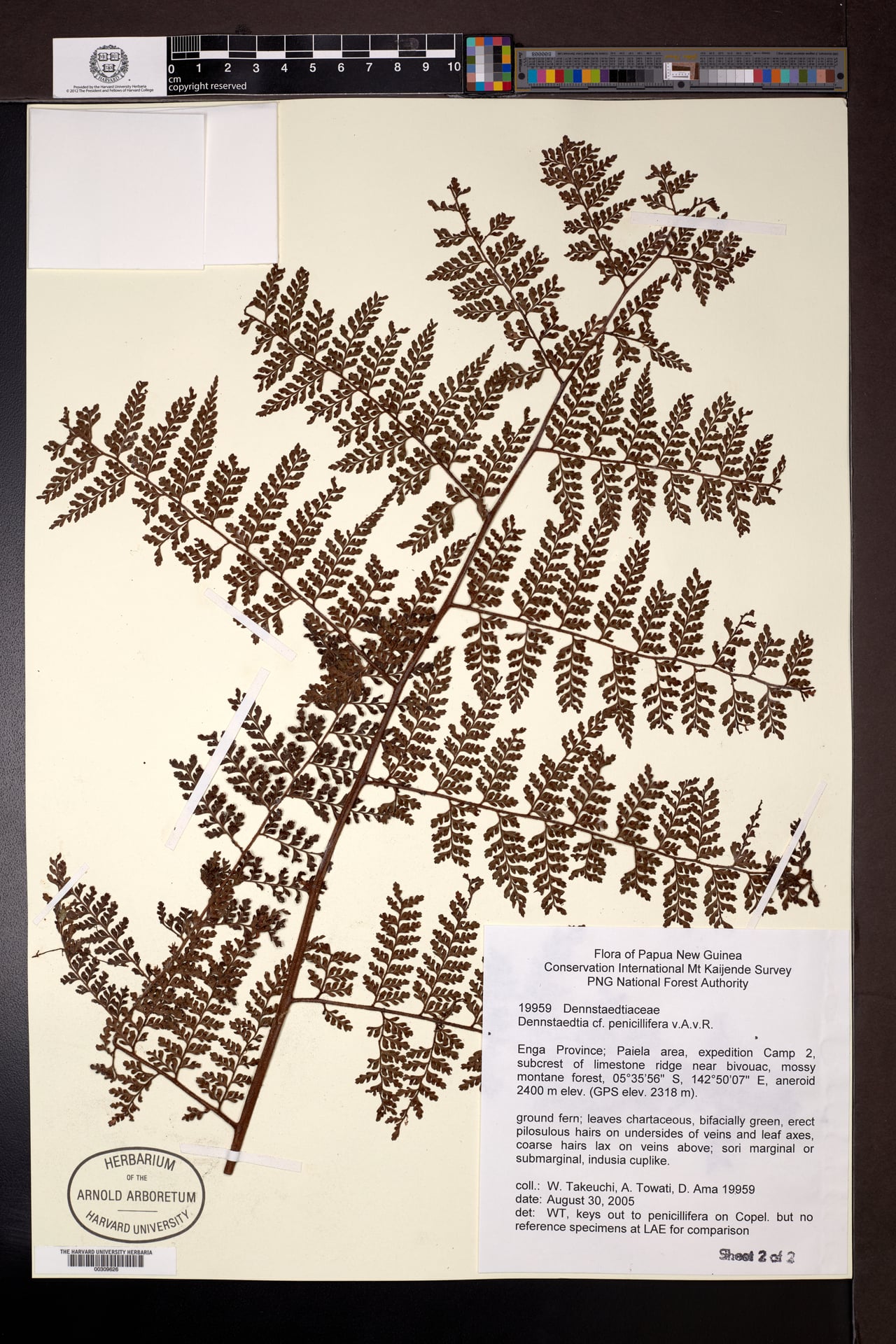 Dennstaedtia penicillifera