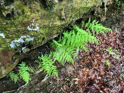 Dennstaedtia punctilobula (Eastern hay-scented fern) — photo