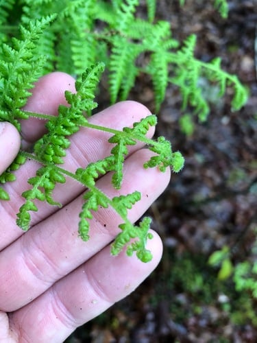 Dennstaedtia punctilobula (Eastern hay-scented fern) — photo
