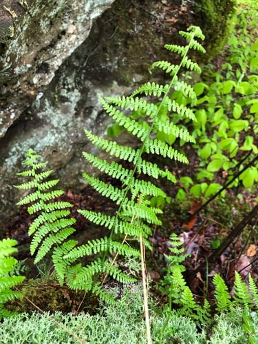 Dennstaedtia punctilobula
