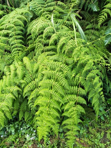 Dennstaedtia scandens