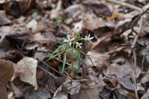 Dentaria laciniata (Cut-leaved toothwort) — photo
