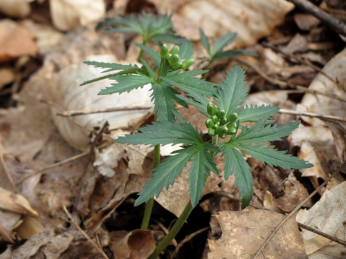 Dentaria laciniata (Cut-leaved toothwort) — photo