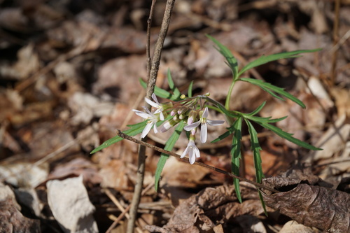 Dentaria laciniata