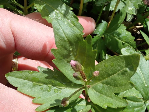 Dentaria maxima