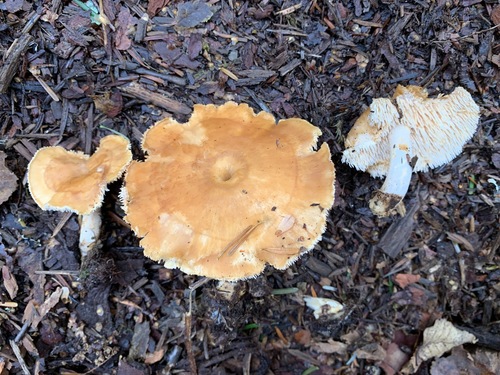 Dentinum umbilicatum (Lamb’s foot) — photo