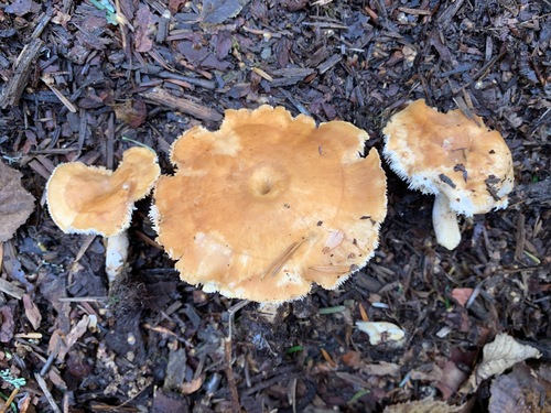 Dentinum umbilicatum (Lamb’s foot) — photo