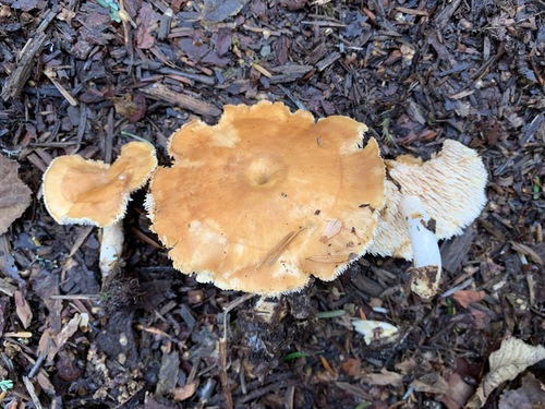 Dentinum umbilicatum