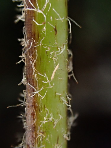 Deparia acrostichoides — photo