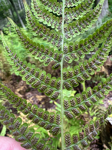 Deparia acrostichoides