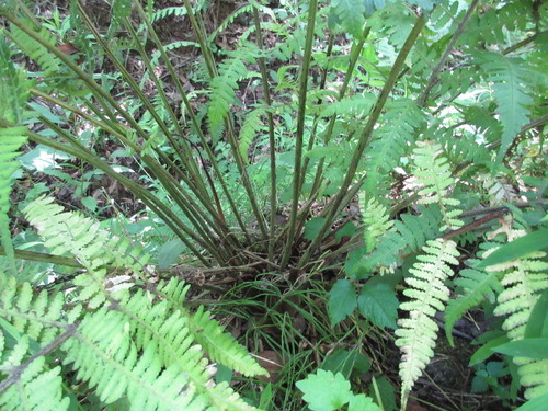 Deparia coreana — photo